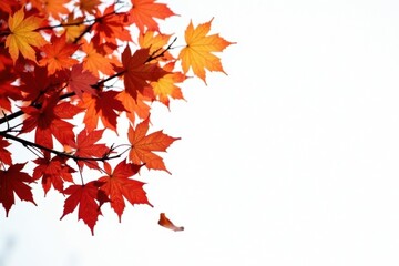 Branches with autumnal foliage in shades of orange and red isolated on white, fall colors, brown