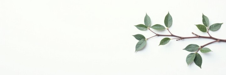 Fototapeta premium Delicate branches with leaves isolated on white background, minimalist, nature, botanical