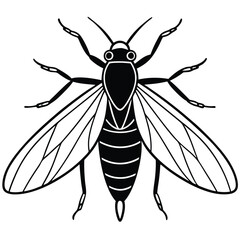 Pterygota isolated on white background