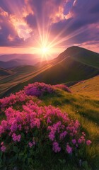 Obraz premium Mountaintop sunset with vibrant pink flowers