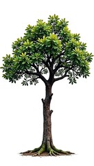 Single tree with gnarled branches isolated against a plain white background, rustic, solitude, trunk