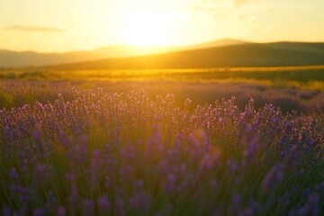 Fototapeta premium Lavender blossoms stretch across a vast field as the sun sets, casting a warm golden light over the landscape and illuminating distant mountains Generative AI