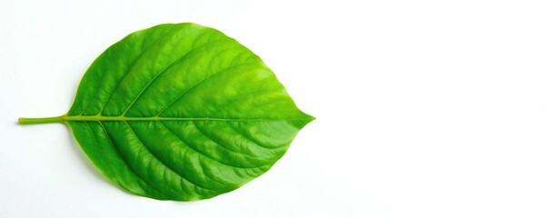 Fototapeta premium Green leaf isolated on a bright white background, leaves, greenery, flower