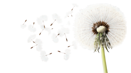 A giant dandelion puff with seeds floating away in the wind on a transparent background