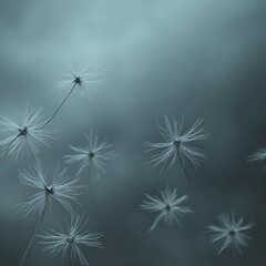 Obraz premium Dandelion Seeds Floating with Sky Background.