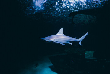 Shark Swimming in the Deep Waters of Le Croisic Oceanarium