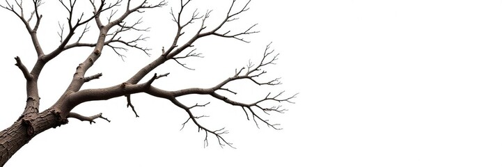 Fototapeta premium Isolated tree branches with varying levels of decay against a plain white background, natural shapes, tree parts