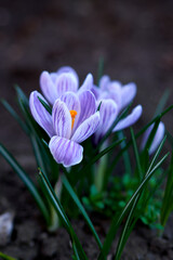 Fototapeta premium crocus flowers grow in a flowerbed in the city