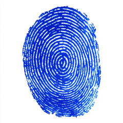 Fototapeta premium A close up of a blue fingerprint on a white background showing the unique pattern of ridges and whorls