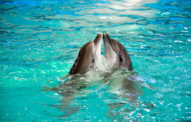 Two dolphins in blue water. Dolphin friendship