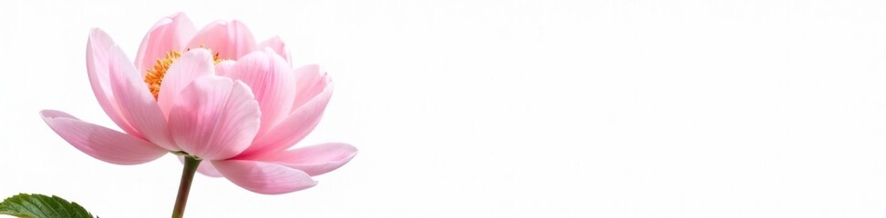 Obraz premium Single peony flower isolated on white background, soft, blossom, delicate