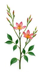 Fototapeta premium Three branches with leaves and flowers on a white background, foliage, isolated, greenery