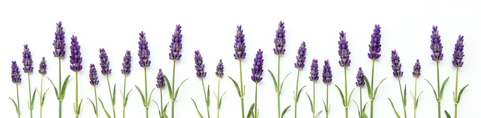 Obraz premium A few sprigs of lavender isolated on white background, green, simple