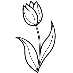 Tulip flower with leaf isolated on white background