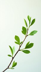 Obraz premium Delicate branch with tiny leaves on a white background, greenery, branches