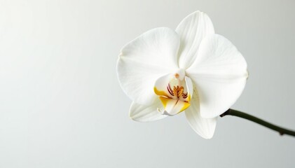 Obraz premium Delicate white orchid blossom against pure white backdrop, simple, nature, subtle