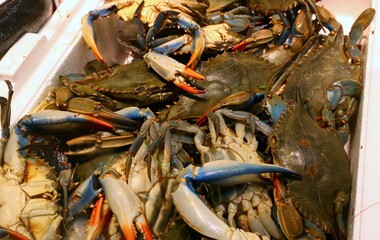 crustaceans of BLUE CRAB species that is infesting the waters of the Italian seas such as the Adriatic Sea and destroying the clam and mussel farms with serious consequences for Italian fishermen