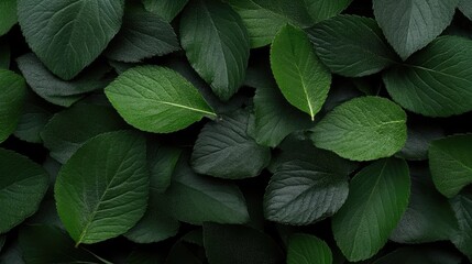 Lush green leaves background