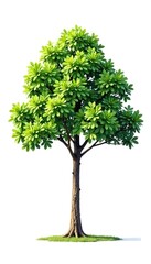 Fototapeta premium isolated tree on white background with branches stretching upwards, nature photography, leaves, minimalist