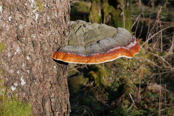 Rotrandiger Baumschwamm (Fomitopsis pinicola) begegnet auf der Schwäbischen Alb
