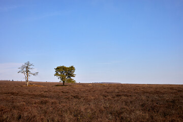 Alive and dead. Side by side, a pair of trees exist on moorland adjacent to Newgate bank, North Yorkshire