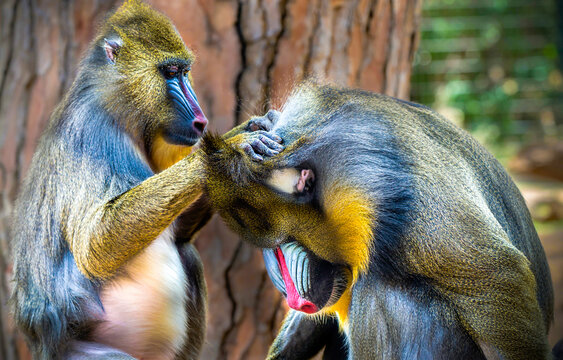 Baboon love. Two baboons