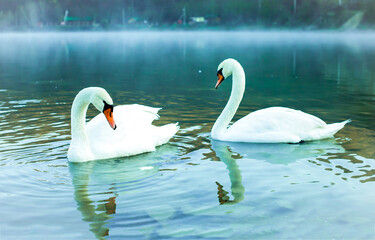 Two white swan couple in lake. swans in the lake