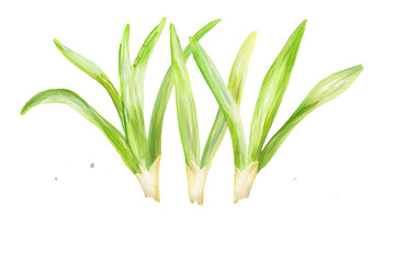 Fresh green shoots with elongated leaves, showcasing vibrant colors and healthy growth.