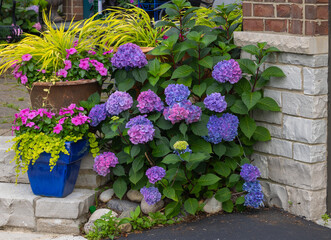 Gorgeous Curb Appeal: Beautiful mophead big leaf hydrangea macrophylla, Let's Dance lovable big leaf hydrangea, long blooming and rebloomer with burgundy flowers in the fall.