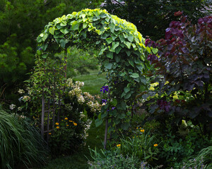 Goth Secret Garden:  Dutchman's pipevine with its' heart shaped leaves totally covers the arbor in this backyard creating mystery and mystique lending a very romantic yet mysterious feel. 