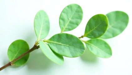 Fototapeta premium Fresh green eucalyptus leaves on white background, fresh, botanical, eucalyptus