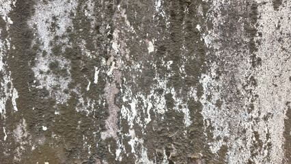 heavily weathered wall background with extensive mold, mildew, and peeling paint. The surface is predominantly covered with dark patches of black and greenish mold