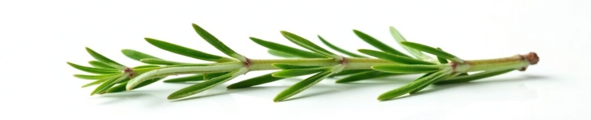 Obraz premium Isolated sprig of rosemary branches on white surface, stems, plant