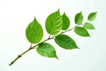 Fototapeta premium Single isolated branch with green leaves on white background, Stem, Leaf