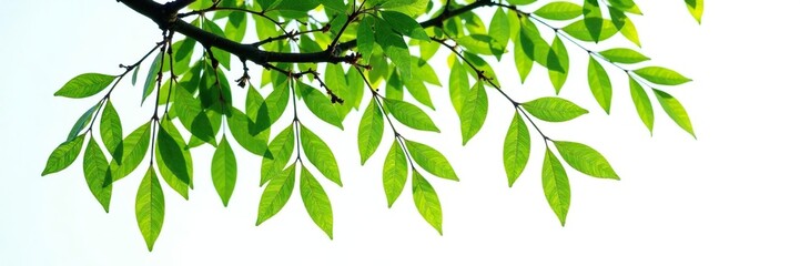 Fototapeta premium Branches of willow tree isolated on white background, branches, leafy greens