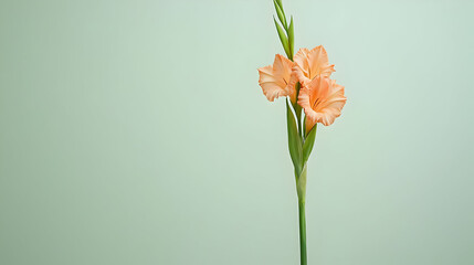Soft Peach Colored Calla Lily On Light Sage Green Background