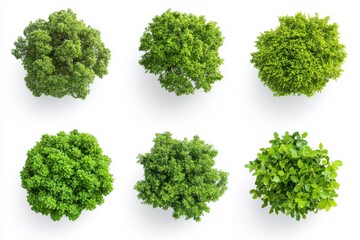 Green grass isolate on white background