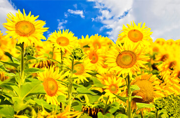 sunflowers in the field