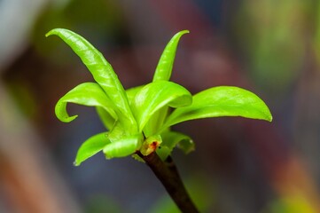 Obraz premium Captivating close-up of fresh, vibrant green leaves unfurling, symbolizing new growth and spring.