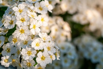 An abundance of reeves spirea flowers bloom in spring, showcasing their delicate white petals.