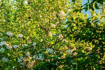 White blossoms gleam softly among green leaves, capturing the freshness of a vibrant spring day.