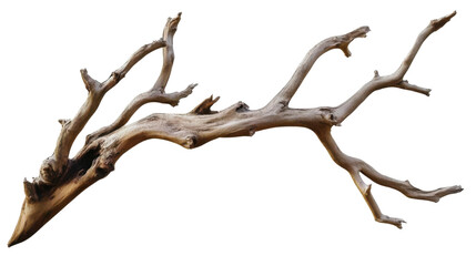 tree branches isolated on white background