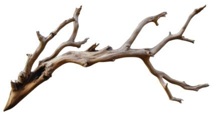 tree branches isolated on white background