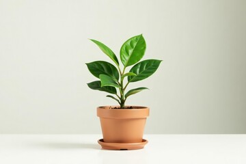 Fototapeta premium Single plant in a pot, isolated on a white background , environment, organic, potted plant
