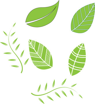 nice green leaf-leafs photo or image