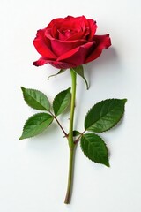 Naklejka premium Single rose leaf on white background isolated, flower parts, flower