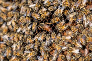 Queen bee on honeycomb with worker bees in natural hive