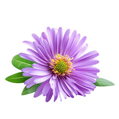 Fototapeta premium A vibrant purple flower with green leaves set against a soft gray background.
