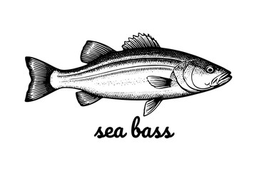 Obraz premium sea bass Fish Vintage Engraved. Ink style, hand drawn illustration. Isolated on white background, vector illustration.