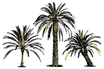 51 Palm trees, tropical foliage, isolated on white background, botanical illustration, photorealistic, detailed textures, fronds, trunks, nature photography, exotic plants, varied colors, green and br